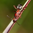 red ant
